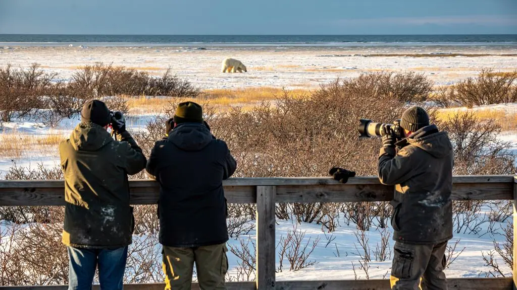 Des observateurs munis de jumelles et de longues focales aperçoivent un ours polaire au loin depuis une plateforme d'observation dans la toundra canadienne.